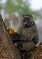 Baboon Breakfast