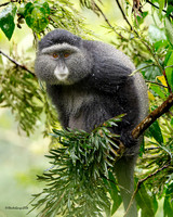Blue (Diademed) Monkey