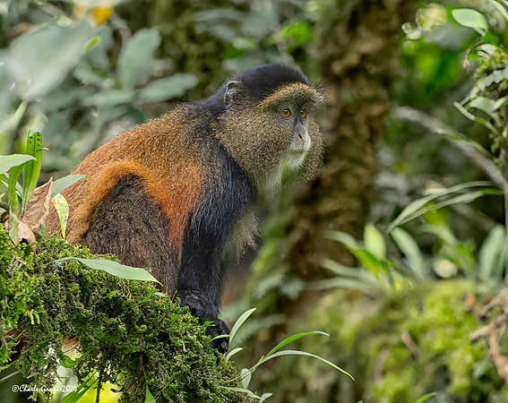 Golden Monkey