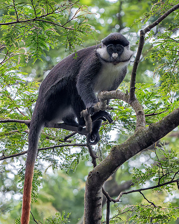 Red-tailed Monkey