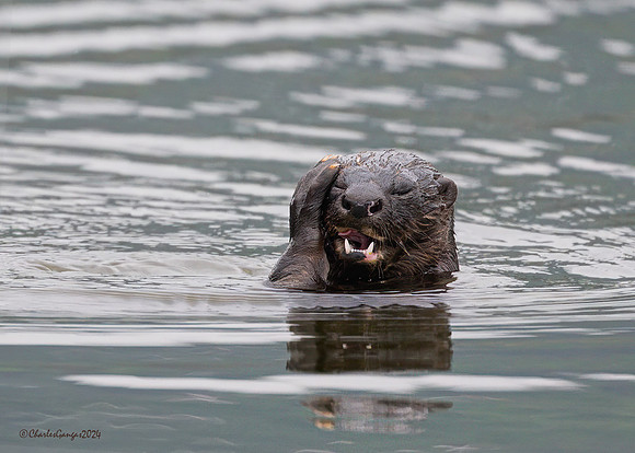 Spotted-necked Otter