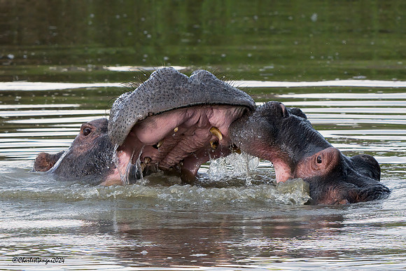Hippo Play