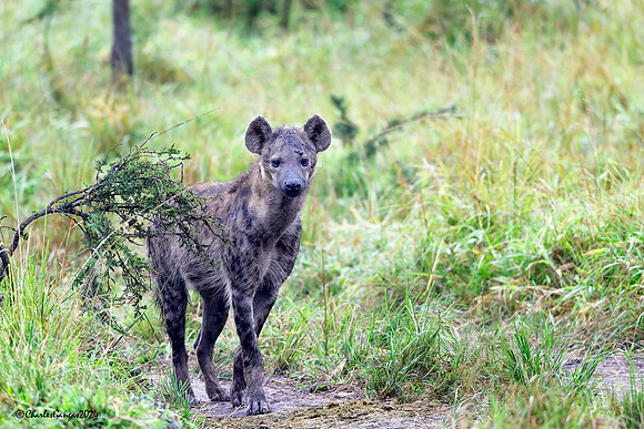 Hyena on the trail