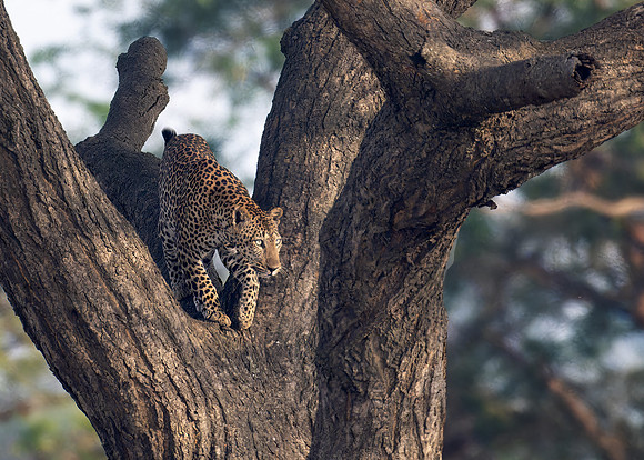 Leopard