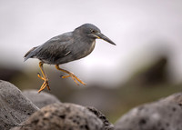 Lava Heron