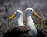 Waved Pair