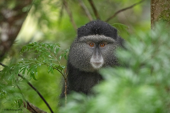 Blue (Diademed) Monkey