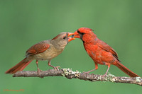 North America