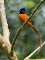 Black-headed Paradise Flycatcheer