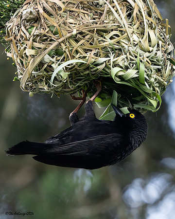 Vieillot's Black Weaver