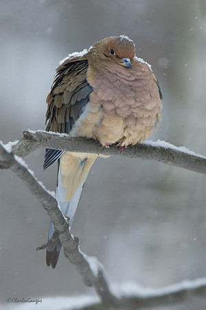 Puffed-Up