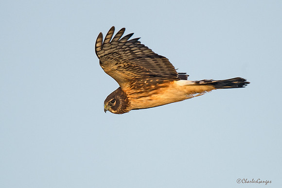 Northern Harrier_Fm