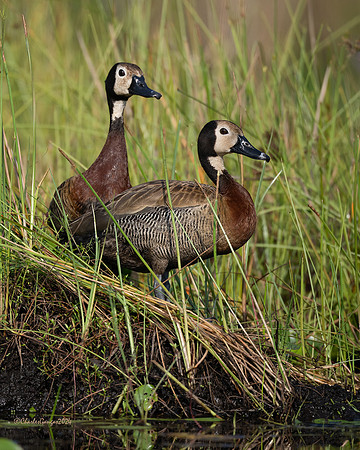 Alert Pair