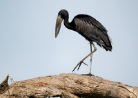 Balancing Act