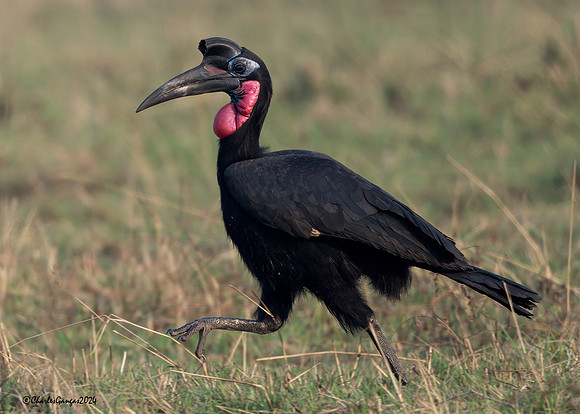 Abyssinian Ground-Hornbill (m)