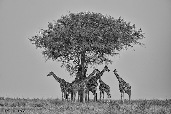 The Herd