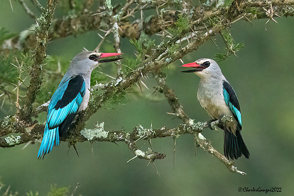 Woodland-Kingfisher_Pair_