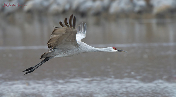 Lone Crane