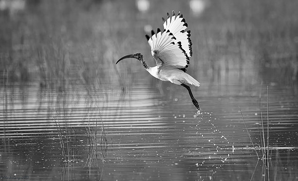 Sacred Ibis Takeoff