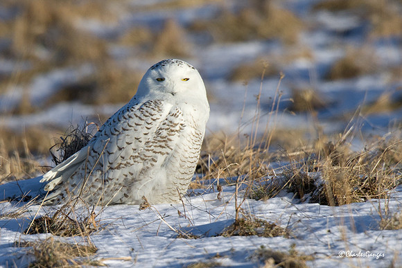 Snowy Owl