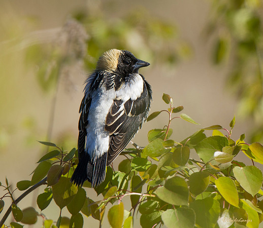 Bobolink