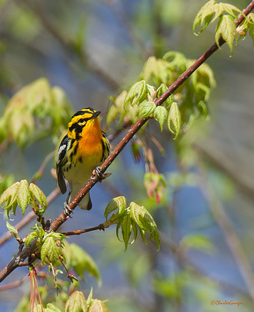Blackburnian Warbler