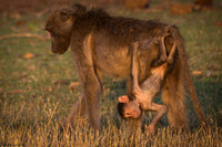 Little Acrobat
