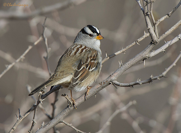 White-crowned Sparrow