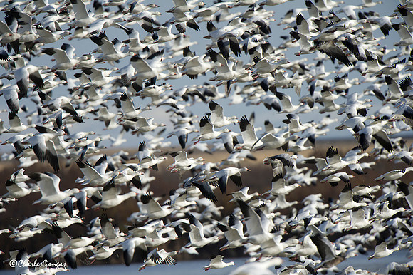 Snow Goose_Eruption