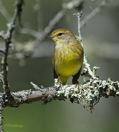 Palm Warbler IV