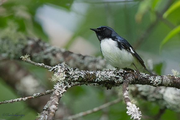 Black-throated Blue II