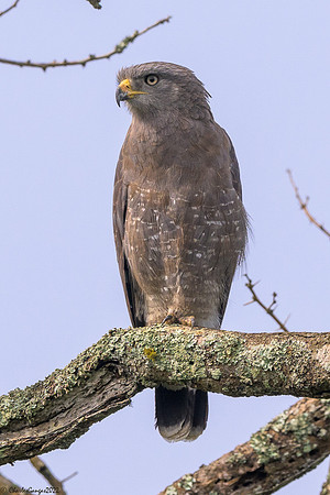 Western Banded Snake-Eagle