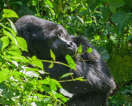 Silverback Mountain Gorilla_taking breakfast