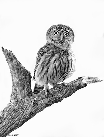 Stare Down
