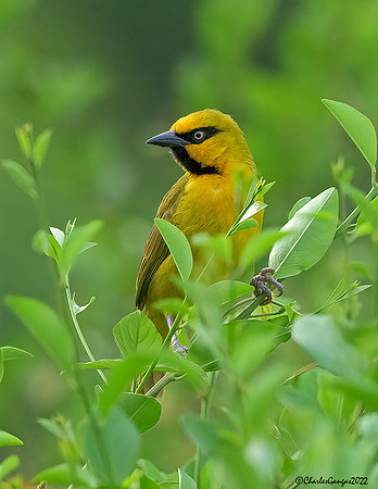 Spectacled Weaver