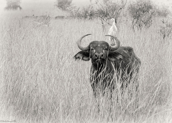 Buffalo and Friend