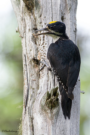 Black-backed Woodpecker_M