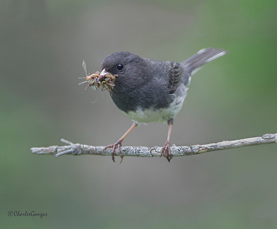 Black-eyed Junco