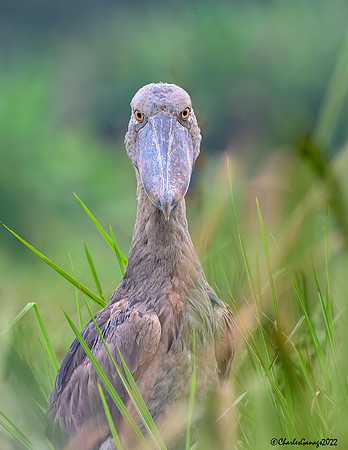 Shoebill Stork_Staredown