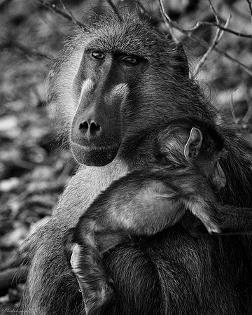 Mother and Infant