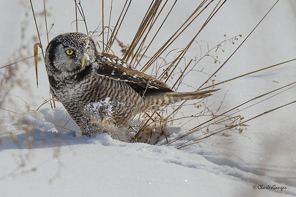Northern Hawk Owl