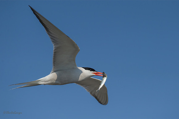 Common Tern_w/ lance
