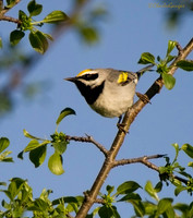 North America