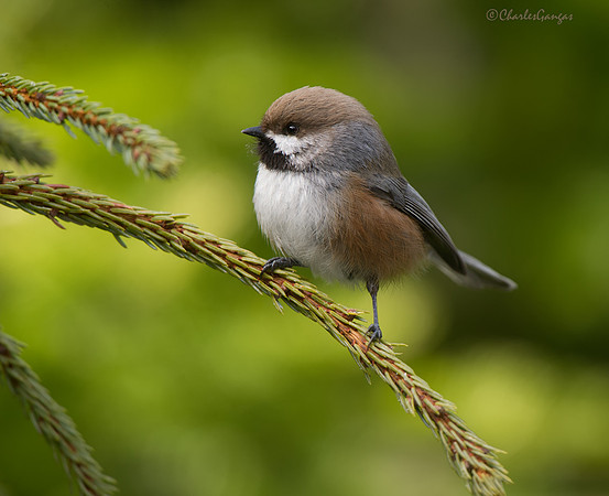 Boreal Chickadee