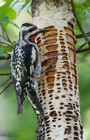 Yellow-bellied Sapsucker_M
