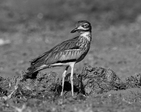 Water Thick-knee
