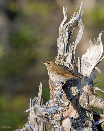 Bicknell's Thrush II