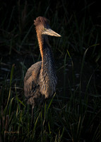 Goliath Heron