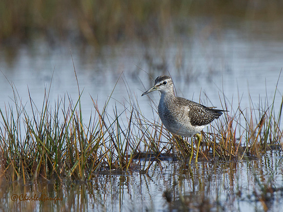 WoodSandpiper_1
