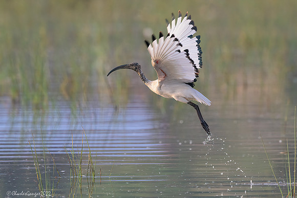 Sacred Ibis_takeoff